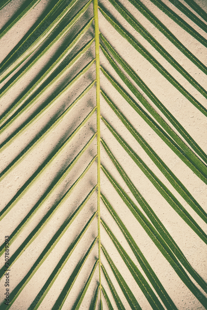 Green palm leaf Green palm leaf