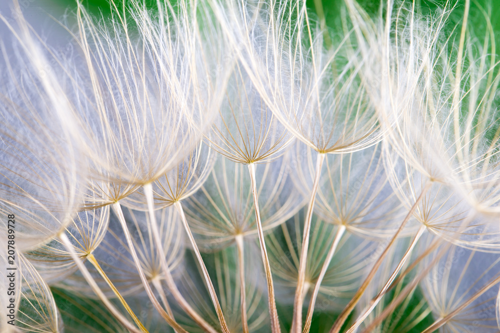 Obraz premium Dandelion seeds in the green background