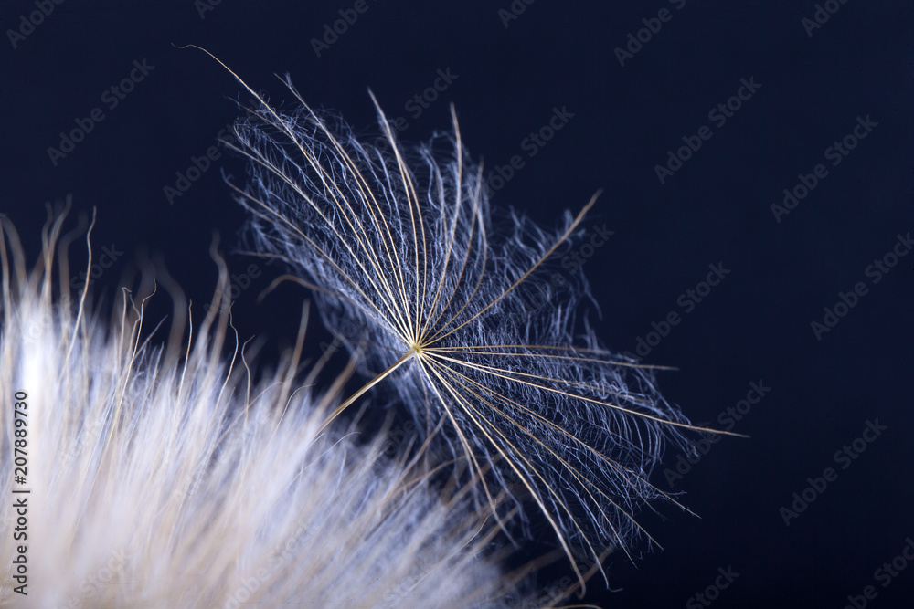 Obraz premium Dandelion seed in black