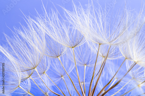 dandelion seeds close up blowing in blue background