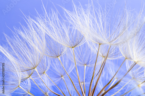 Fototapeta Naklejka Na Ścianę i Meble -  dandelion seeds close up blowing in blue background