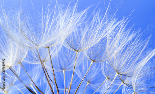 Fototapeta Naklejka Na Ścianę i Meble -  dandelion seeds close up blowing in blue background