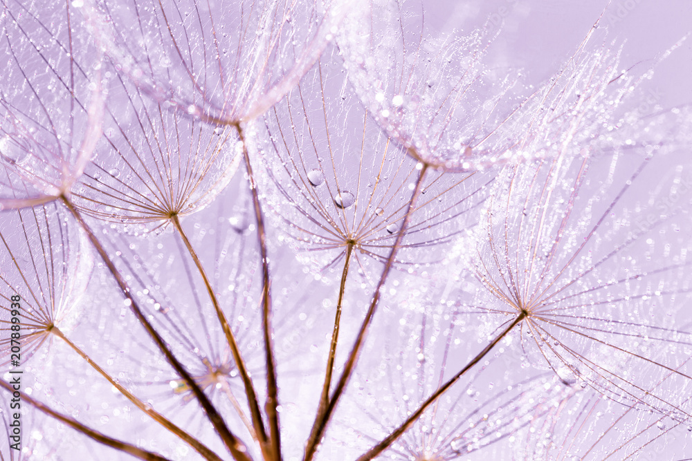 Obraz premium Dandelion Seeds in the drops of dew on a beautiful background.