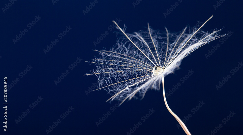 Fototapeta premium macro photo of dandelion seeds with water drops
