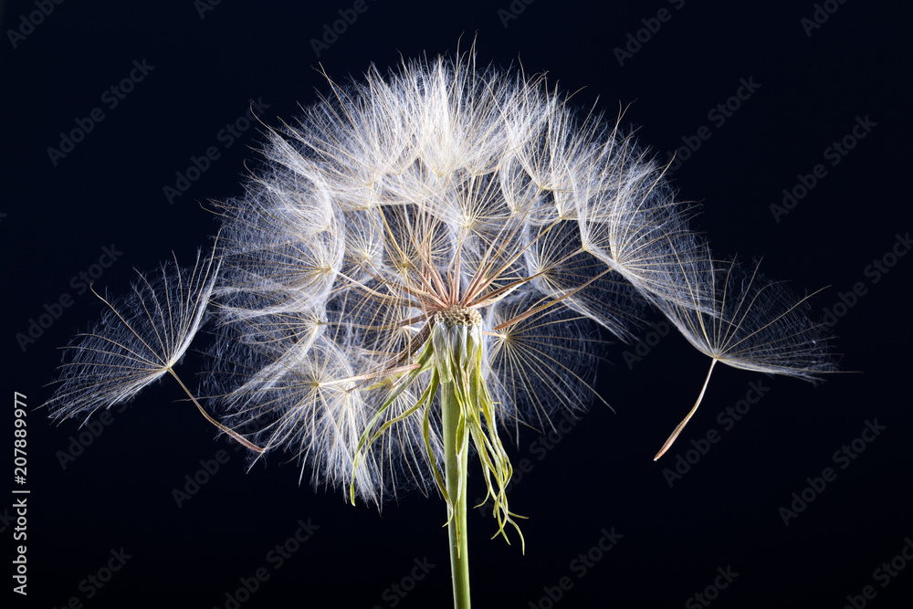 Fototapeta premium Dandelion ziarno odizolowywający na czerni