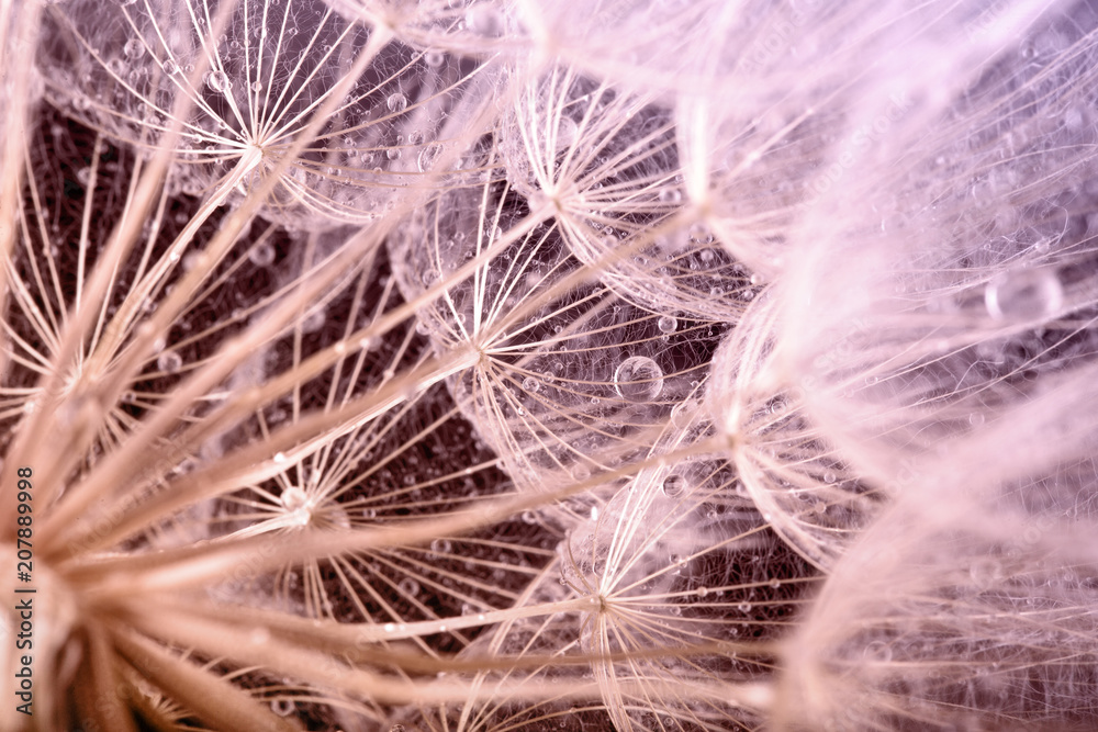 Obraz premium macro photo of dandelion seeds with water drops