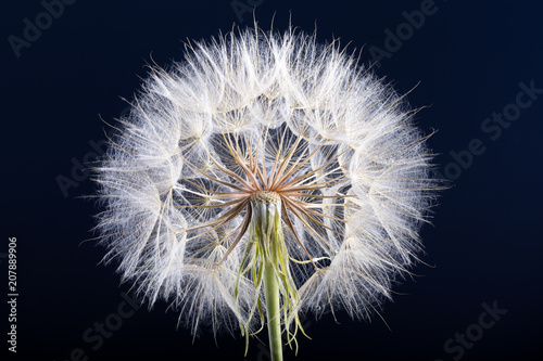 Fototapeta Naklejka Na Ścianę i Meble -  Dandelion seed isolated on a black