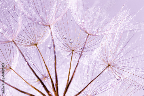Fototapeta Naklejka Na Ścianę i Meble -  Dandelion Seeds in the drops of dew on a beautiful background.