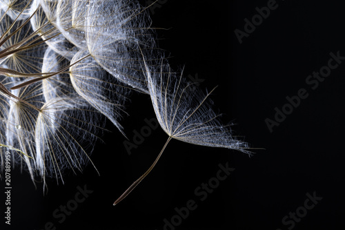 Fototapeta Naklejka Na Ścianę i Meble -  Dandelion seed in black