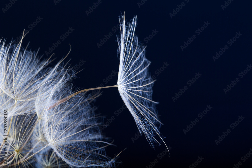 Dandelion seed  isolated on a black background