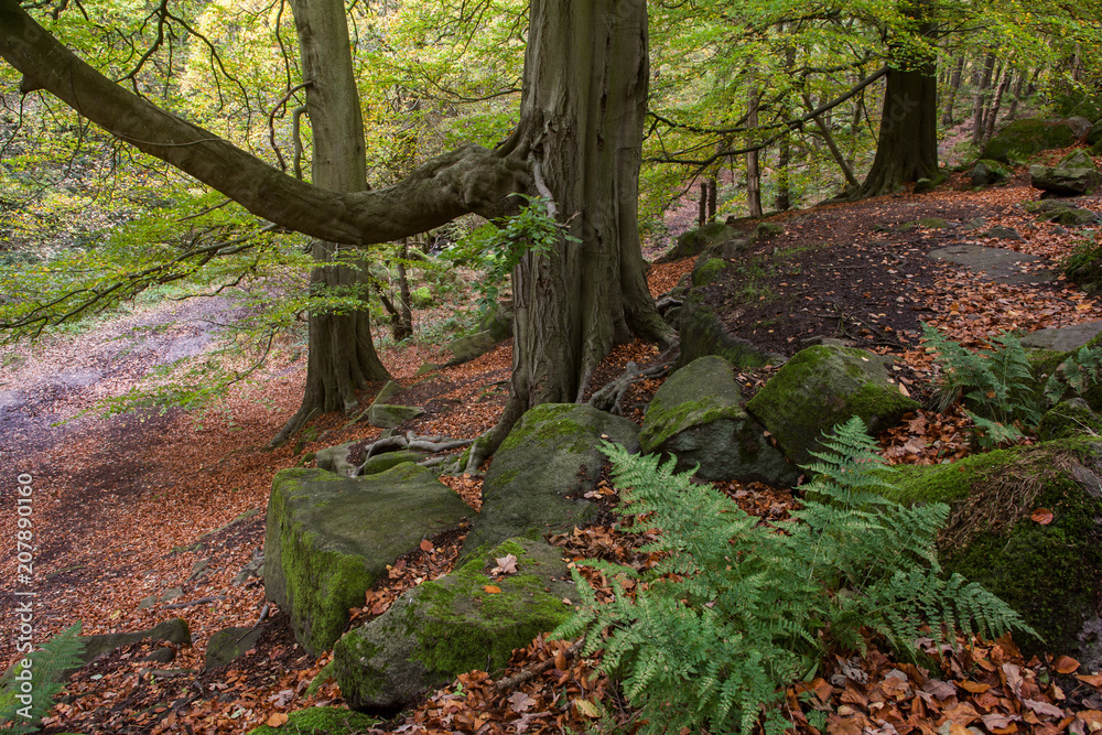 Obraz premium Padley Gorge.