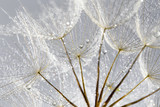 Dandelion Seeds in the drops of dew on a beautiful background.