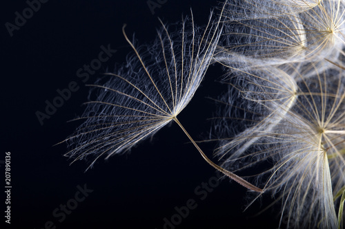 Fototapeta Naklejka Na Ścianę i Meble -  Dandelion seed  isolated on a black background