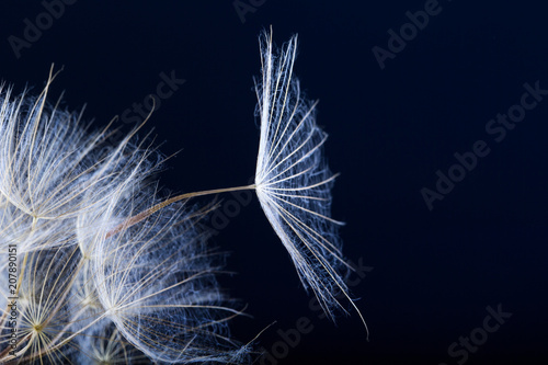 Dandelion seed isolated on a black background