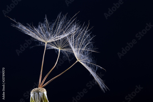 Fototapeta Naklejka Na Ścianę i Meble -  Dandelion seed in black