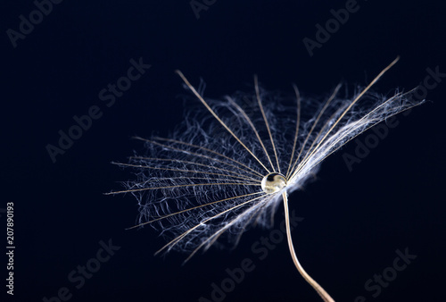 Fototapeta Naklejka Na Ścianę i Meble -  Dandelion seed in black