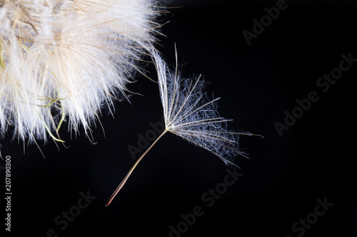 Fototapeta Naklejka Na Ścianę i Meble -  Dandelion seed in black