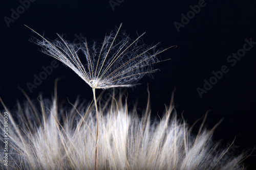 Dandelion seed isolated on a black background