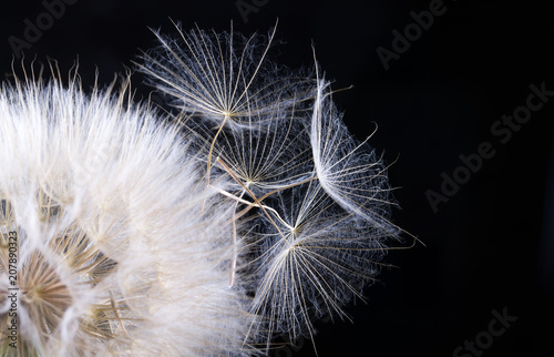 Fototapeta Naklejka Na Ścianę i Meble -  Dandelion seed isolated on a black