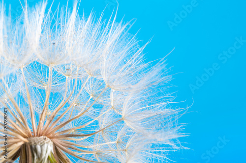 Fototapeta Naklejka Na Ścianę i Meble -  dandelion seeds close up blowing in blue background