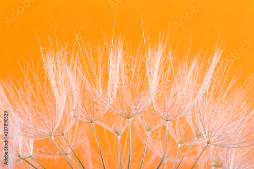Fototapeta Naklejka Na Ścianę i Meble -  dandelion seed background. Seed macro closeup. Spring nature