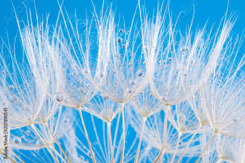 Fototapeta Naklejka Na Ścianę i Meble -  dandelion seeds close up blowing in blue background