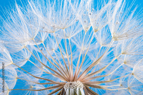 Fototapeta Naklejka Na Ścianę i Meble -  dandelion seeds close up blowing in blue background