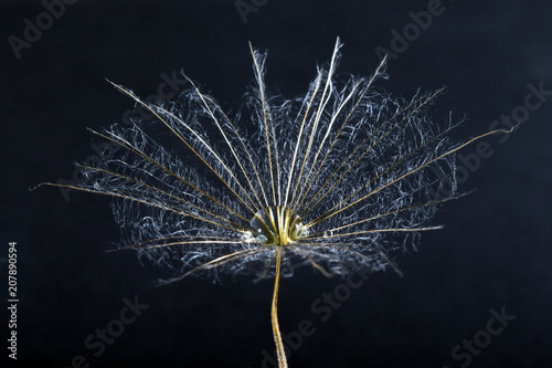  macro photo of dandelion seeds with water drops