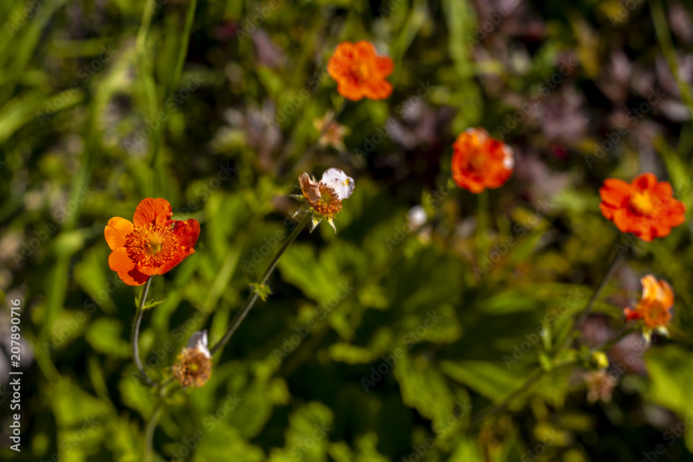 Meadow flowers Meadow flowers