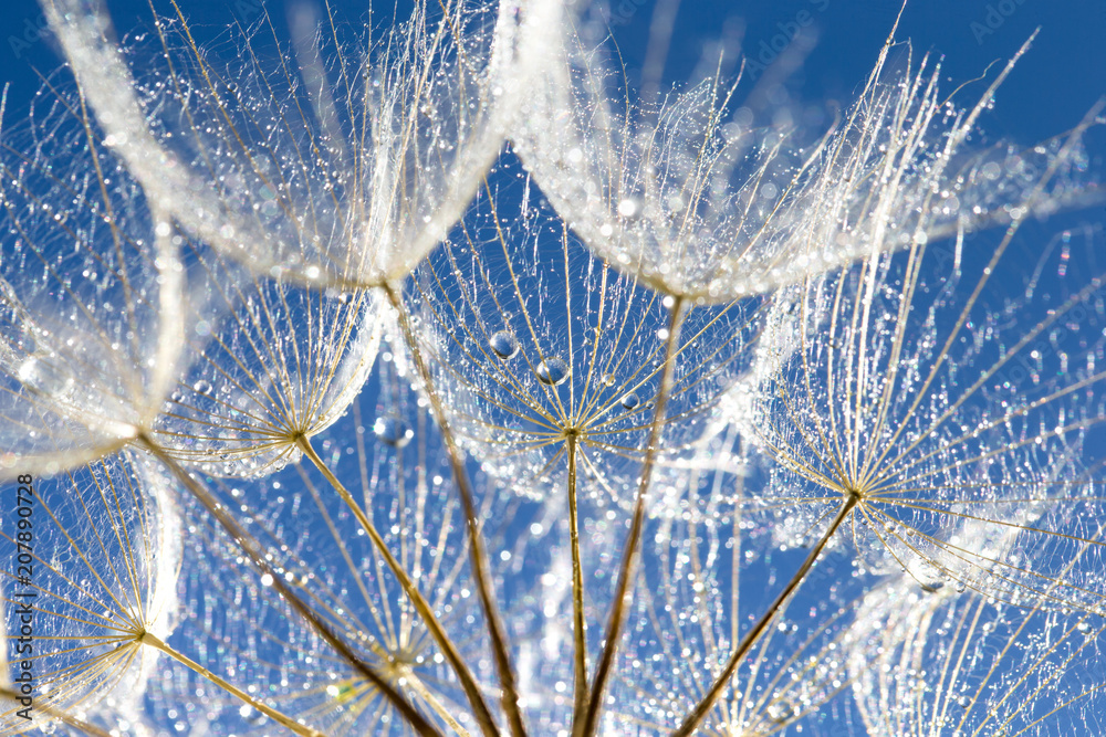 Fototapeta premium Dmuchawiec z nasionami wiejący na niebieskim niebie