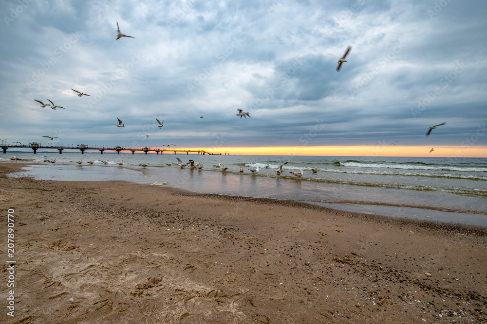 stado ptaków morskich o zmierzchu na plaży w Międzyzdrojach, Polska