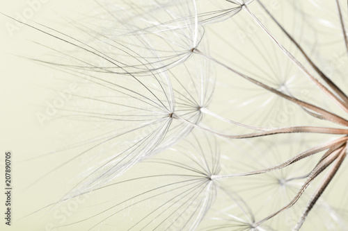 dandelion seed background. Seed macro closeup. Spring nature