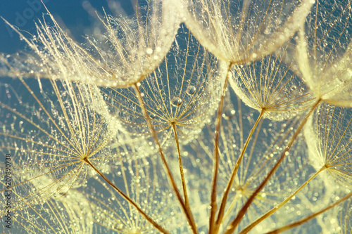 Fototapeta Naklejka Na Ścianę i Meble -  Dandelion Seeds in the drops of dew on a beautiful background.