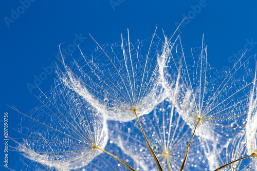 Dandelion with seeds blowing in the  blue sky