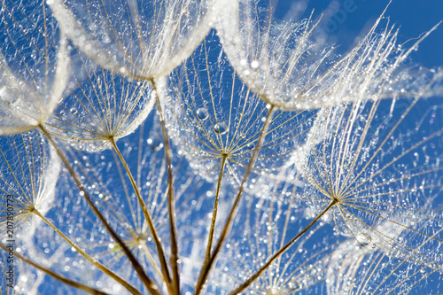 Fototapeta Naklejka Na Ścianę i Meble -  Dandelion with seeds blowing in the  blue sky