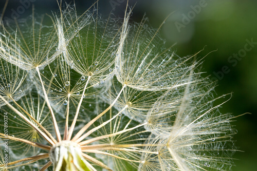 Fototapeta Naklejka Na Ścianę i Meble -  Dandelion seeds in the green background