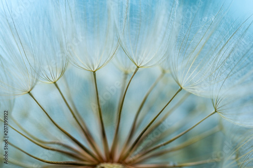 Fototapeta Naklejka Na Ścianę i Meble -  dandelion seed background. Seed macro closeup. Spring nature