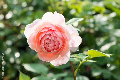 Close up rose  William Morris  