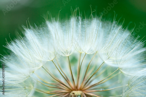 Fototapeta Naklejka Na Ścianę i Meble -  Dandelion seeds in the green background