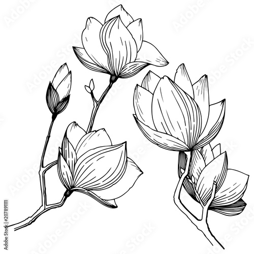 Magnolia in a vector style isolated. Full name of the plant: Magnolia. Vector flower for background, texture, wrapper pattern, frame or border.