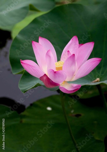Lotus pink. Blossom.