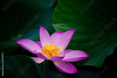 Close up view blooming pink lotus flower in pond.