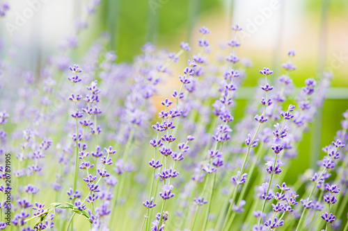 Blooming lavender flowers 