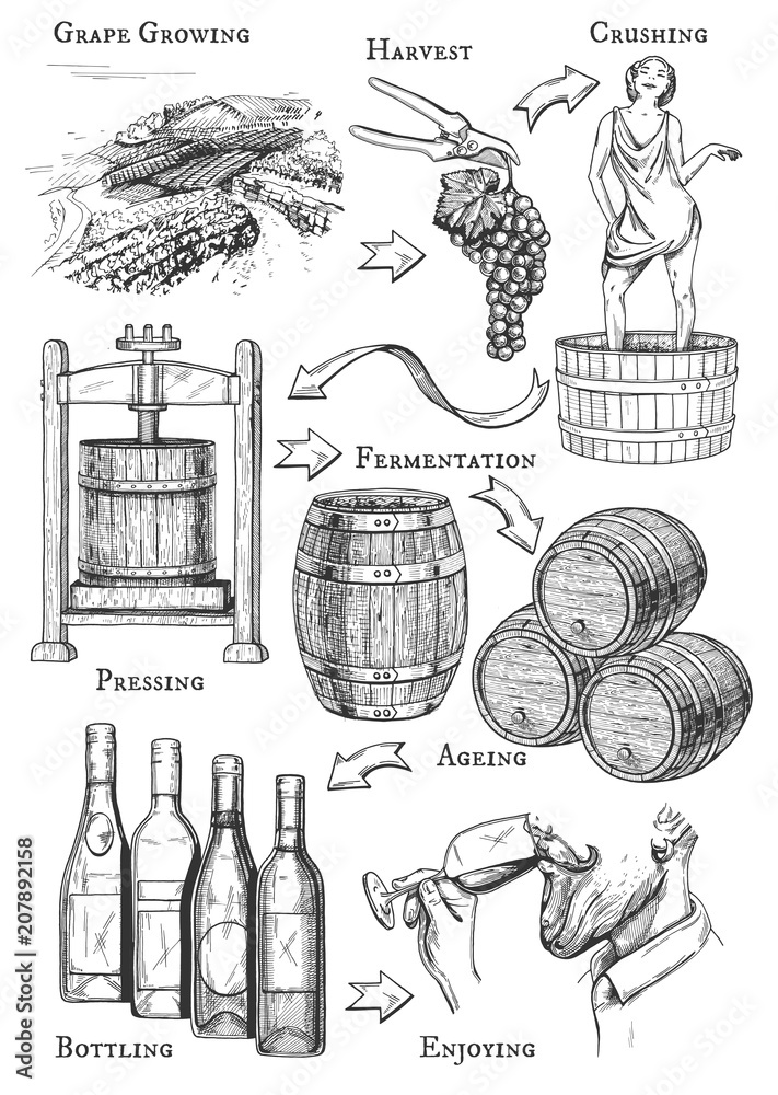 Vector illustration of wine making process. All stages grape growing, harvest, crushing