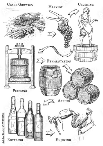 Vector illustration of wine making process. All stages: grape growing, harvest, crushing, pressing, fermentation, ageing, bottling, degustation, drinking. Vintage hand drawn engraving style.