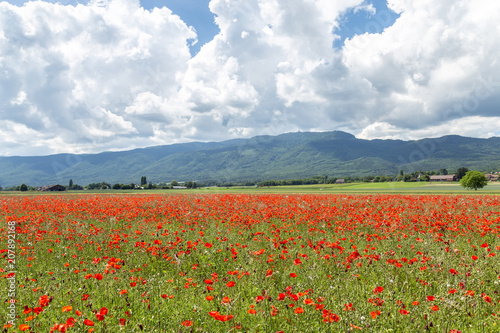 Red poppy field in springtime 3