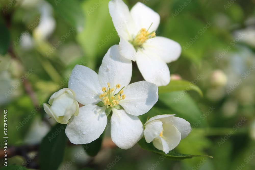 Beautiful floral spring nature background with copy space. Branches of blossoming apple tree close-up on background with soft focus. Flowering Apple tree. Macro. Blossoming garden in spring. Beautiful floral spring nature background with copy space. Branches of blossoming apple tree close-up on background with soft focus. Flowering Apple tree. Macro. Blossoming garden in spring.