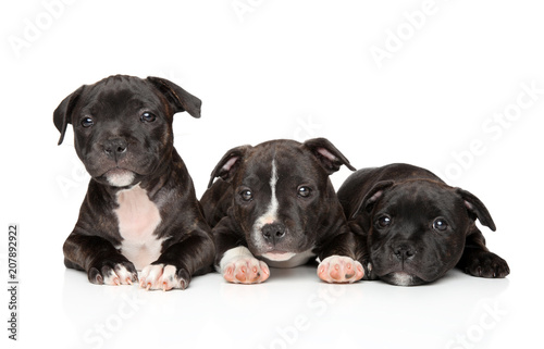 Fototapeta Naklejka Na Ścianę i Meble -  Group of Staffordshire bull terrier puppies