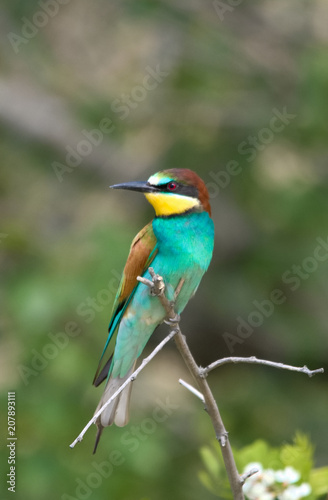 Wildlife photo - Bee eater sits on branch its natural environment, Sandberg, Slovakia, Europe © Tom