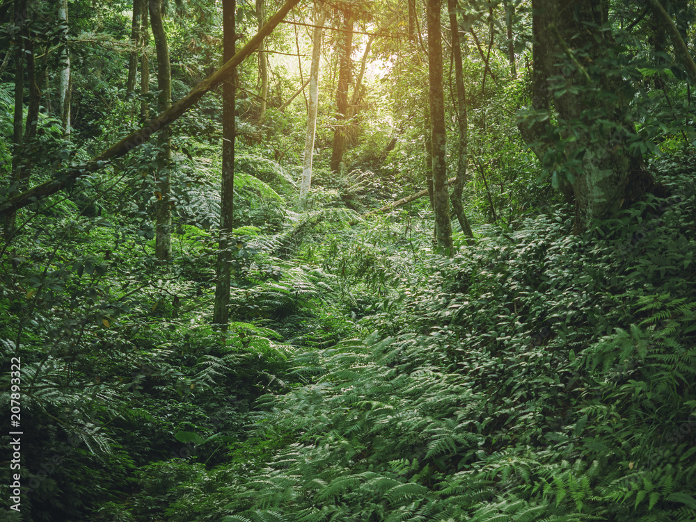 Obraz premium Forest Green Jungle tree Branches Nature background